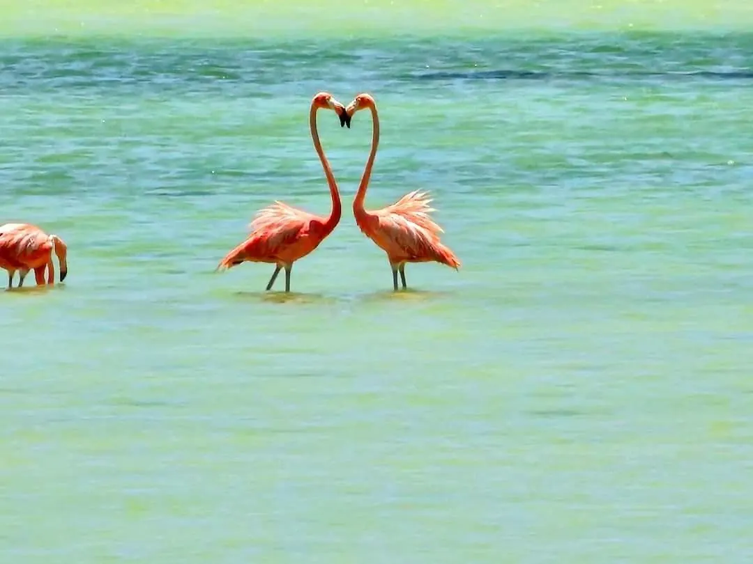 Guest house Hotel Wayak Isla Holbox